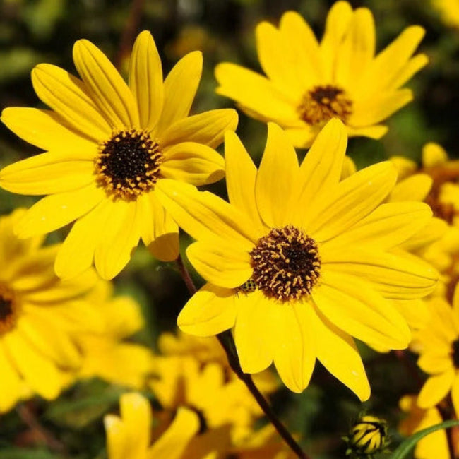 Swamp Sunflower Seeds