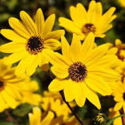 Swamp Sunflower Seeds