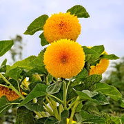 Teddy Bear Sunflower Seeds