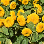 Teddy Bear Dwarf Sunflower Seeds