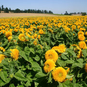 Teddy Bear Dwarf Sunflower Seeds