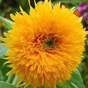 Thick Sunflower Seeds
