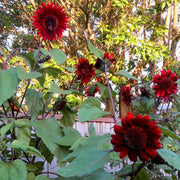 Thick Red Sunflower Seeds