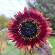 Thick Red Sunflower Seeds