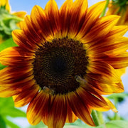 Thick Yellow Red Sunflower Seeds