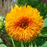 Thick Sunflower Seeds