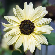 White Sunflower Seeds