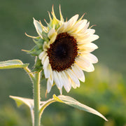 White Sunflower Seeds
