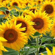 Yellow Sunflower Seeds
