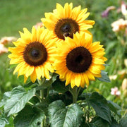 Yellow Orange Sunflower Seeds