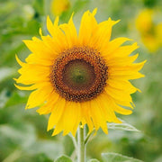 Yellow Orange Sunflower Seeds