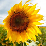 Yellow Sunflower Seeds