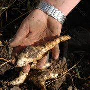 Sunroot Seeds - Vegetable Plant for Home Gardens
