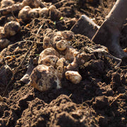 Sunroot Seeds - Vegetable Plant for Home Gardens