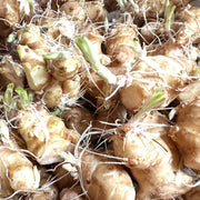 Sunroot Seeds - Vegetable Plant for Home Gardens
