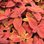 Deep Orange Coleus Seeds