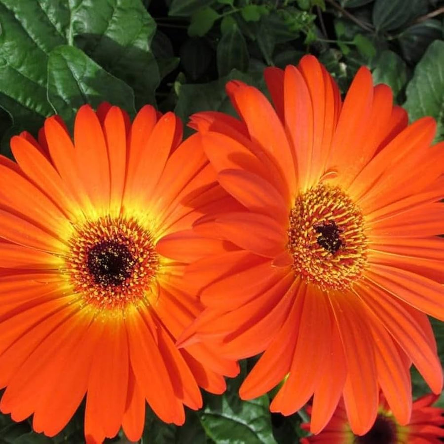 Gerbera Daisy Seeds – Gerbera jamesonii