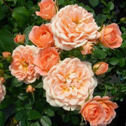 Orange & Pink Rose Seeds