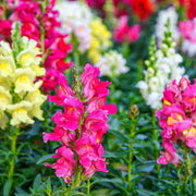 Snapdragon Seeds – Antirrhinum majus