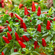 Super Hot Pepper Seeds