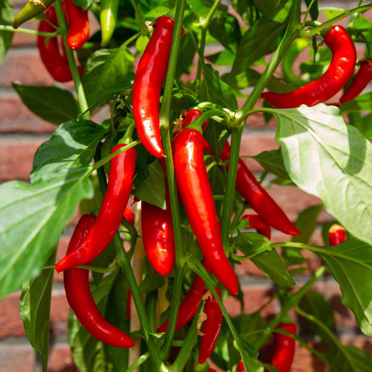 Super Hot Pepper Seeds