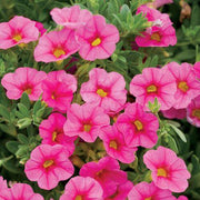Superbells Series Seeds - Flower Plant