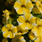 Superbells Series Seeds