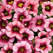 Superbells Series Seeds - Flower Plant