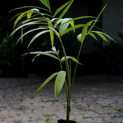 Superfruit Açaí Seeds - Fruit Plant