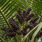 Superfruit Açaí Seeds - Fruit Plant