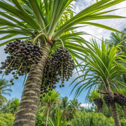 Superfruit Açaí Seeds - Fruit Plant