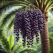 Superfruit Açaí Seeds - Fruit Plant