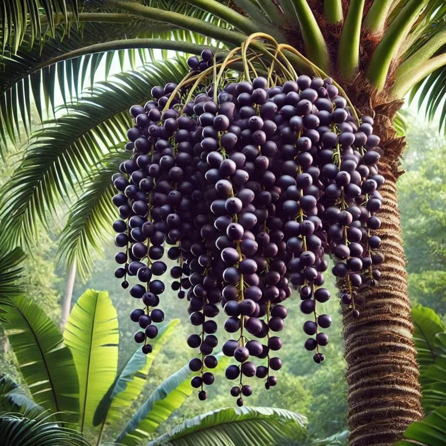 Superfruit Açaí Seeds - Fruit Plant