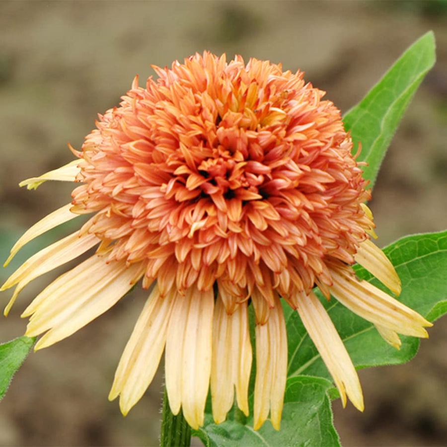 Supreme Cantaloupe Echinacea Seeds
