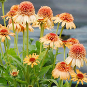 Supreme Cantaloupe Echinacea Seeds