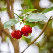 Tropical Surinam Cherry Seeds