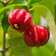 Tropical Surinam Cherry Seeds