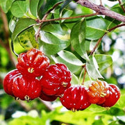 Tropical Surinam Cherry Seeds
