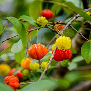Tropical Surinam Cherry Seeds
