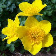 Swamp Caltha palustris Marigold Seeds