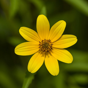 Swamp Marigold Seeds