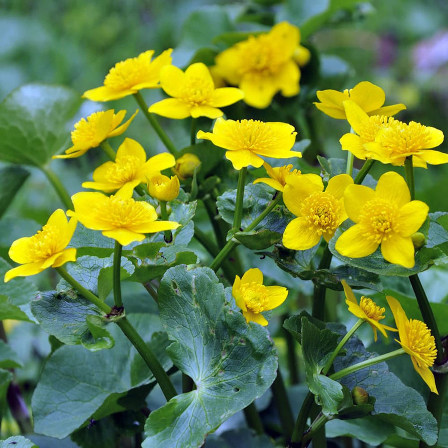 Swamp Marigold Seeds