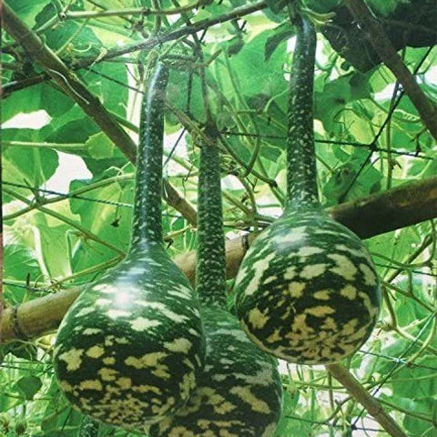 Speckled Swan Gourd Seeds