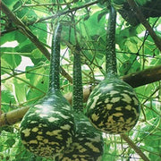 Speckled Swan Gourd Seeds