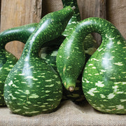 Speckled Swan Gourd Seeds