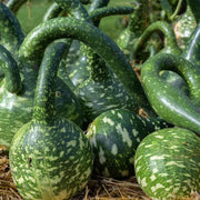 Speckled Swan Gourd Seeds
