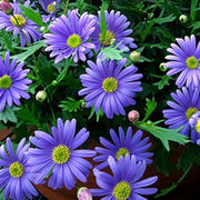 Swan River Daisy Seeds