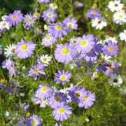 Swan River Daisy Seeds