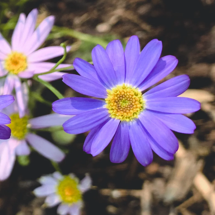 Swan River Daisy Seeds