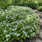 Sweet-Scented Bedstraw Seeds - Herbal Plant